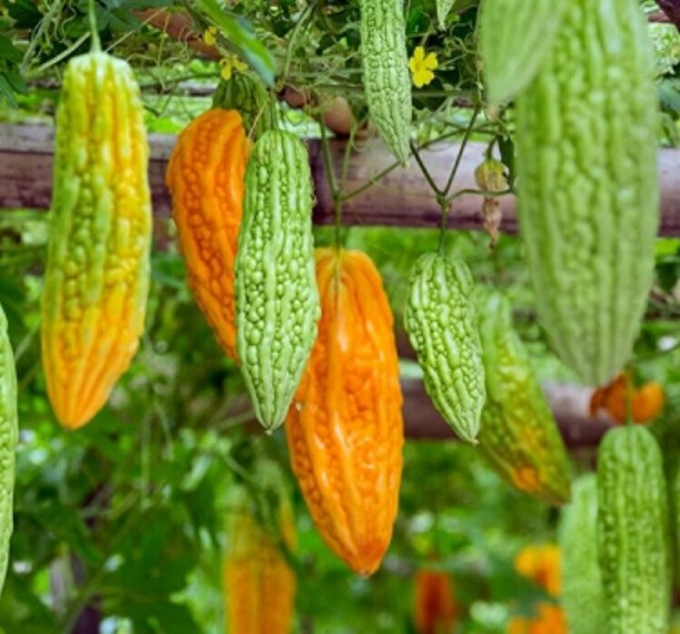 Foto - Canan Karatay 'Dünyanın sırrı' diyerek açıkladı: Tüketmeyeni pişman eden besin! Karaciğer yağlanmasını bitiriyor