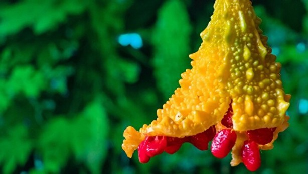 Foto - Canan Karatay 'Dünyanın sırrı' diyerek açıkladı: Tüketmeyeni pişman eden besin! Karaciğer yağlanmasını bitiriyor