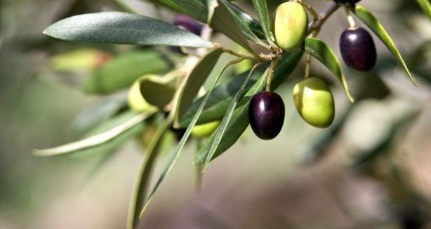 Foto - Canan Karatay en sağlıklı meyveyi açıkladı