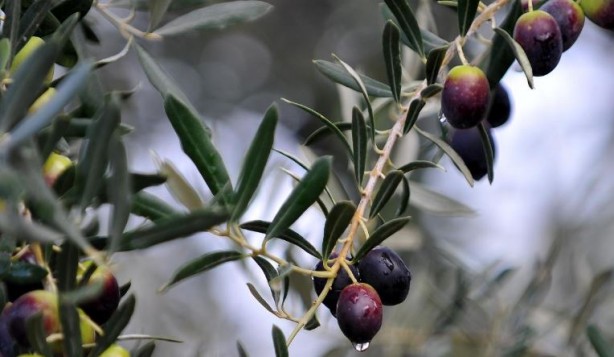 Foto - Canan Karatay en sağlıklı meyveyi açıkladı