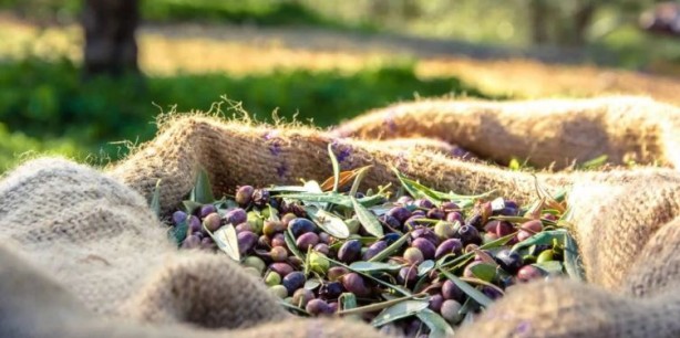 Foto - Canan Karatay en sağlıklı meyveyi açıkladı