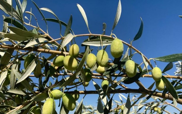 Foto - Canan Karatay en sağlıklı meyveyi açıkladı