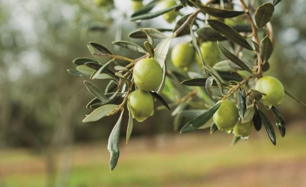 Foto - Canan Karatay en sağlıklı meyveyi açıkladı