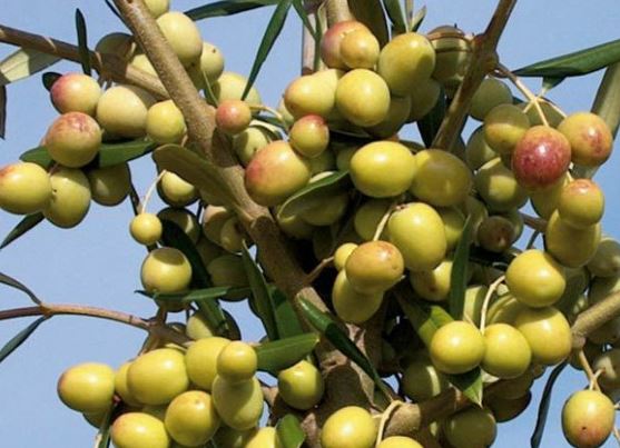 Foto - Canan Karatay en sağlıklı meyveyi açıkladı