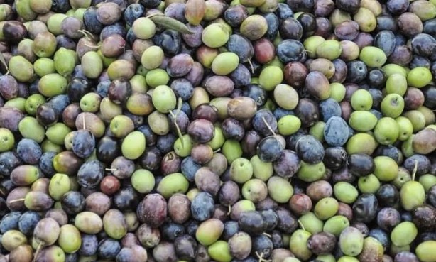 Foto - Canan Karatay en sağlıklı meyveyi açıkladı