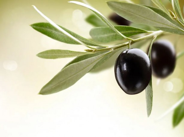 Foto - Canan Karatay en sağlıklı meyveyi açıkladı