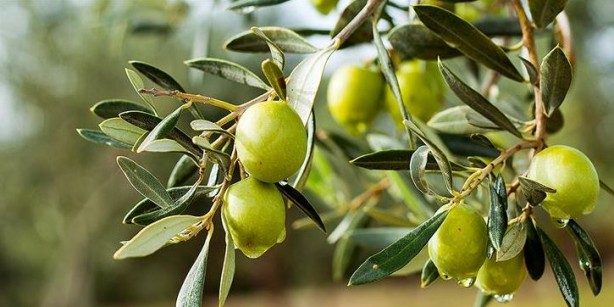 Foto - Canan Karatay en sağlıklı meyveyi açıkladı