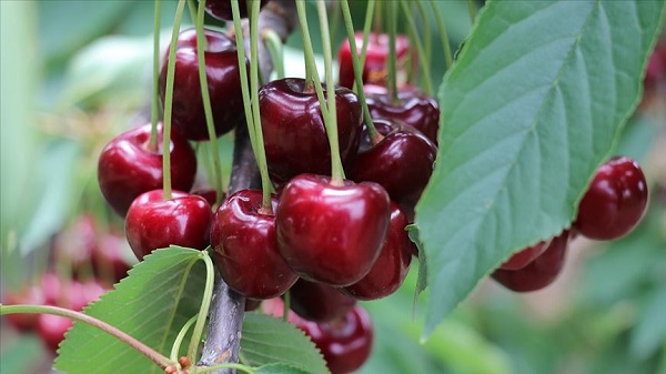 Foto - Canan Karatay herkesi uyardı! 'Bu meyvelerden uzak durun'