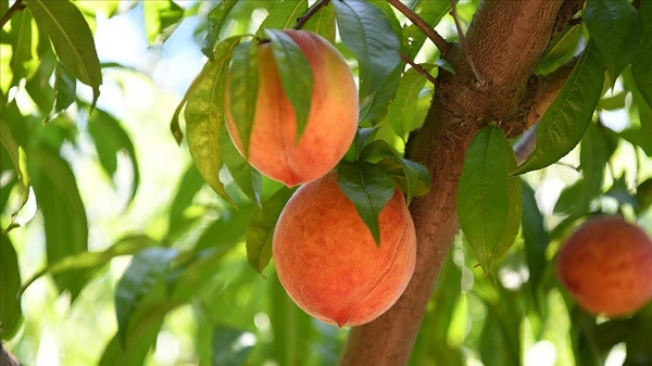 Foto - Canan Karatay herkesi uyardı! 'Bu meyvelerden uzak durun'