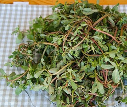 Foto - Canan Karatay herkesi uyardı! İşte adeta şifa deposu 4 besin: Bir sırrı daha açıkladı!