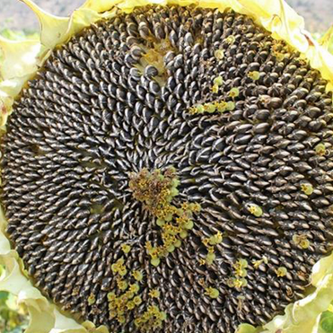 Foto - Canan Karatay herkesi uyardı! İşte adeta şifa deposu 4 besin: Bir sırrı daha açıkladı!