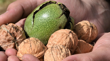 Foto - Canan Karatay ısrarla Mucize besinin bir tek ölüme çaresi yok' dedi! Yemek yapanın... Hepsinin devası