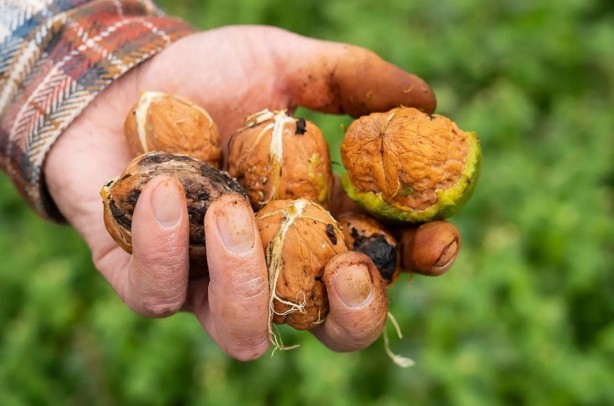 Foto - Canan Karatay ısrarla öneriyordu... Bilim dünyası onayladı!