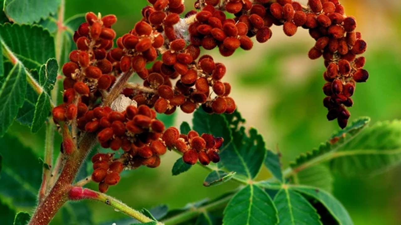 Foto - Canan Karatay ısrarla tavsiye etti! Padişah baharatı olarak biliniyor! Karaciğeri temizliyor, 1 yemek kaşığı yetiyor