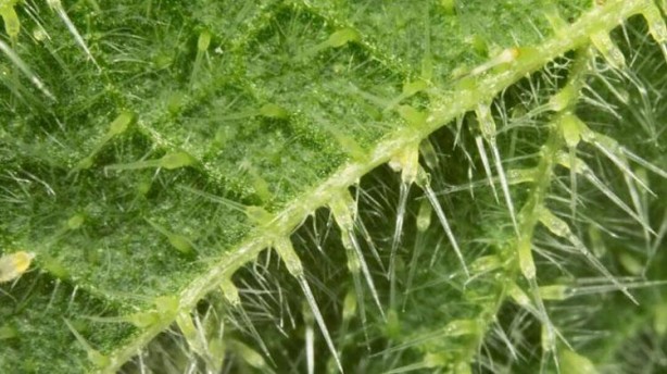 Foto - Canan Karatay 'Kandaki zehri atıyor' dedi! Mucize bitki meğer her yerde varmış