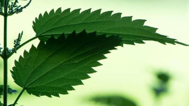 Foto - Canan Karatay 'Kandaki zehri atıyor' dedi! Mucize bitki meğer her yerde varmış