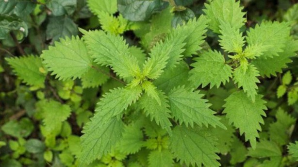 Foto - Canan Karatay 'Kandaki zehri atıyor' dedi! Mucize bitki meğer her yerde varmış