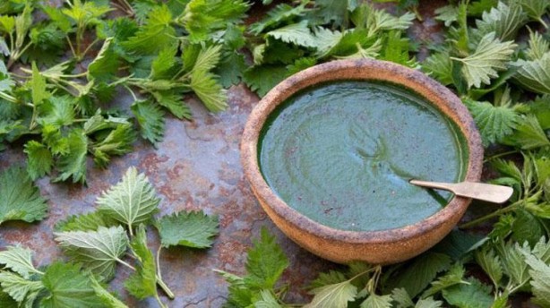 Foto - Canan Karatay 'Kandaki zehri atıyor' dedi! Mucize bitki meğer her yerde varmış