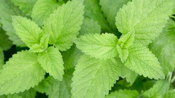 Foto - Canan Karatay 'Kandaki zehri atıyor' dedi! Mucize bitki meğer her yerde varmış