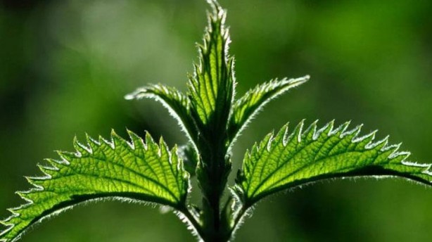 Foto - Canan Karatay 'Kandaki zehri atıyor' dedi! Mucize bitki meğer her yerde varmış