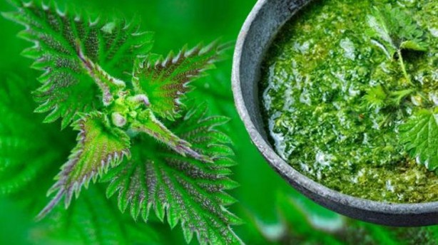 Canan Karatay 'Kandaki zehri atıyor' dedi! Mucize bitki meğer her yerde varmış