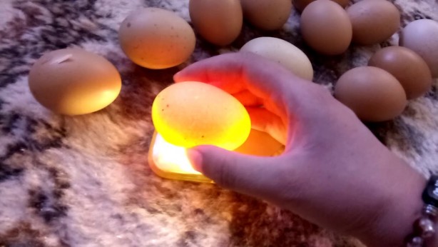 Foto - Canan Karatay kesinlikle uygulanmalı dedi! Taze yumurta ile bayat yumurta arasındaki 5 fark