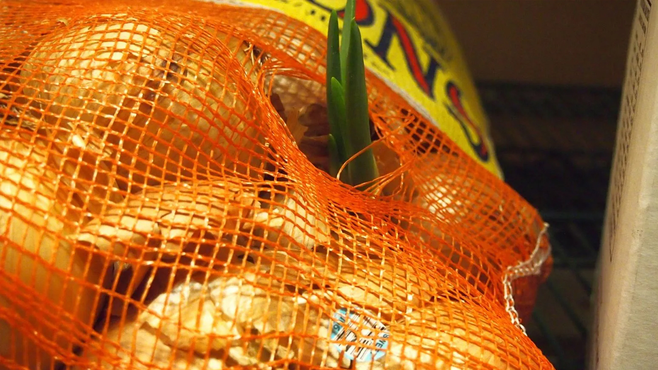 Foto - Canan Karatay özellikle uyardı! Soğanı böyle tüketmek bakın ne kadar sağlıksız