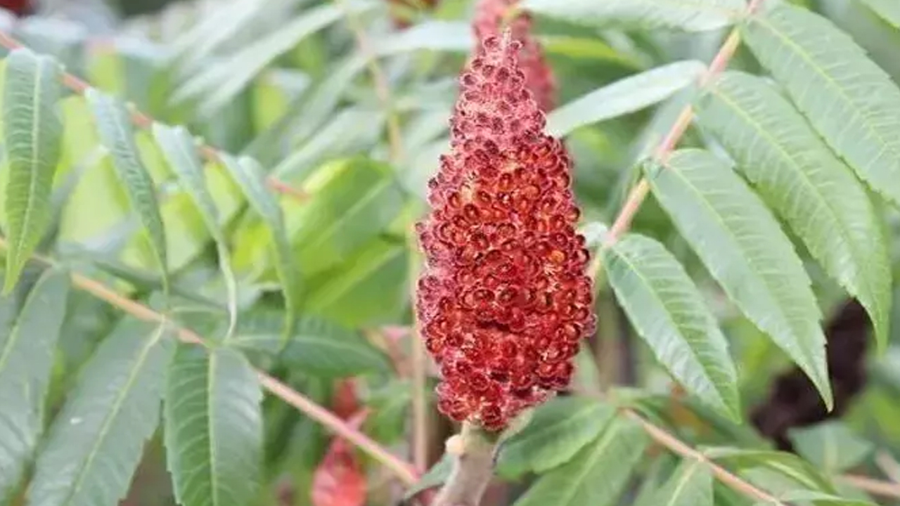 Foto - Canan Karatay 'Padişah baharatı' diyerek tavsiye verdi: Kendi küçük ama yararı bu kadar büyük