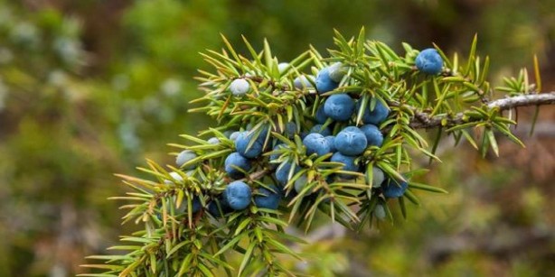 Foto - Canan Karatay sahurda yenilecek en güzel besini açıkladı! Bunu yiyen iftar nasıl geldi anlamayacak