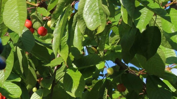 Foto - Canan Karatay tığ gibi olmanın formülünü paylaştı! Zayıflamak için günde 1 bardak yeterli oluyor