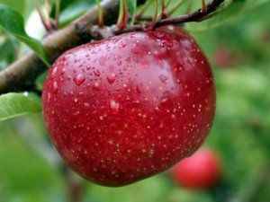 Foto - Canan Karatay tüm ezberleri bozdu: Hemen kurtlu elma bulun ve yiyin! Sebebi herkesi şok edecek