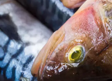 Foto - Canan Karatay üstüne basa basa tüyo: Bayat balığı suda bekletince ne oluyor diyerek hiç bilinmeyen yönleri paylaştı