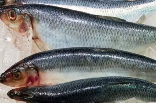 Foto - Canan Karatay üstüne basa basa tüyo: Bayat balığı suda bekletince ne oluyor diyerek hiç bilinmeyen yönleri paylaştı