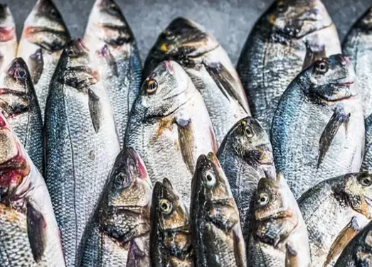 Foto - Canan Karatay üstüne basa basa tüyo: Bayat balığı suda bekletince ne oluyor diyerek hiç bilinmeyen yönleri paylaştı