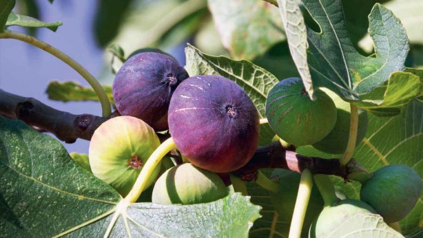 Foto - Canan Karatay üstüne basa basa uyardı: Ikınarak tuvalete çıkıyorsanız hemen bunu yiyin hemen