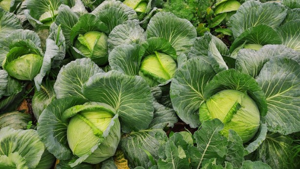 Foto - Canan Karatay uzun ömrün sırrını açıkladı! Bunu yiyen, Allah’ın izniyle 100 yaşına kadar yaşar