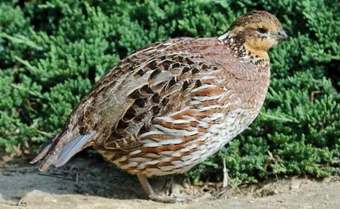 Foto - Canan Karatay zeka gerilemesini engellemenin formülünü verdi