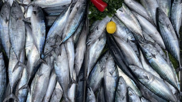 Foto - Canan Karatay'dan balık tazeliği testi: Bayat balık nasıl anlaşılır? Balık sezonu yoğunluğu başladı