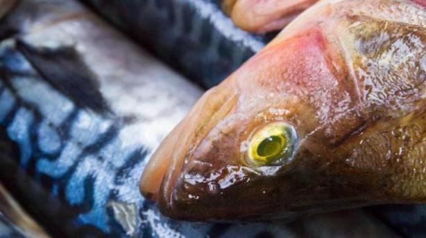 Foto - Canan Karatay'dan bayat balığı anlamanın tüyoları! Suda bekletince ortaya çıkıyor