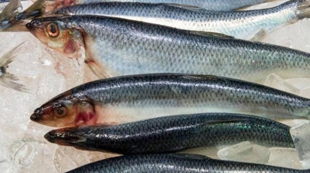 Foto - Canan Karatay'dan bayat balığı anlamanın tüyoları! Suda bekletince ortaya çıkıyor