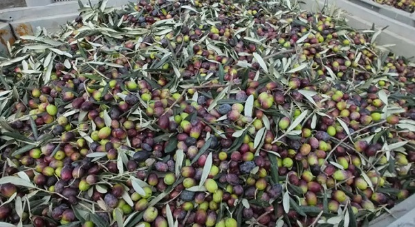 Foto - Canan Karatay'dan çarpıcı açıklama! Meğer zeytini yanlış yiyormuşuz