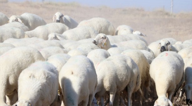 Foto - Canan Karatay'dan çarpıcı uyarı: Sizi koyun haline getiriyor