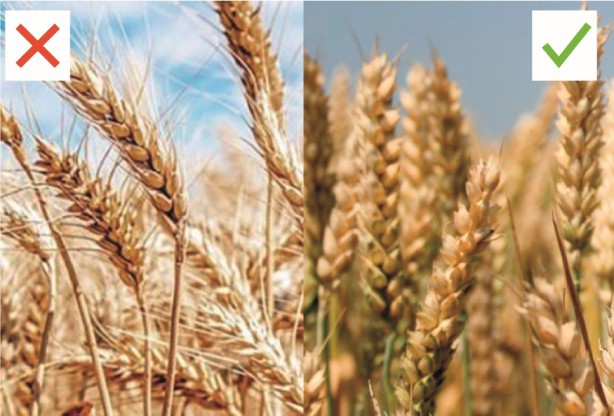 Foto - Canan Karatay'dan çarpıcı uyarı: Sizi koyun haline getiriyor