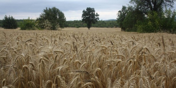 Foto - Canan Karatay'dan çarpıcı uyarı: Sizi koyun haline getiriyor