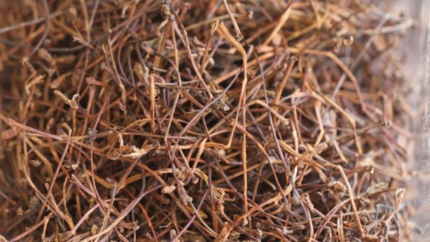 Canan Karatay'dan dal gibi zayıflatan çay tarifi! Duyanlar inanamıyor