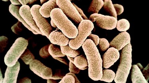 Foto - Canan Karatay'dan ezber bozan açıklamalar! Neden ekmekten uzak durmalıyız?