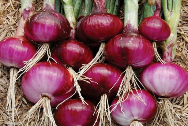 Foto - Canan Karatay'dan ''Her öğün tüketin'' uyarısı: Faydalarına inanamayacaksınız!