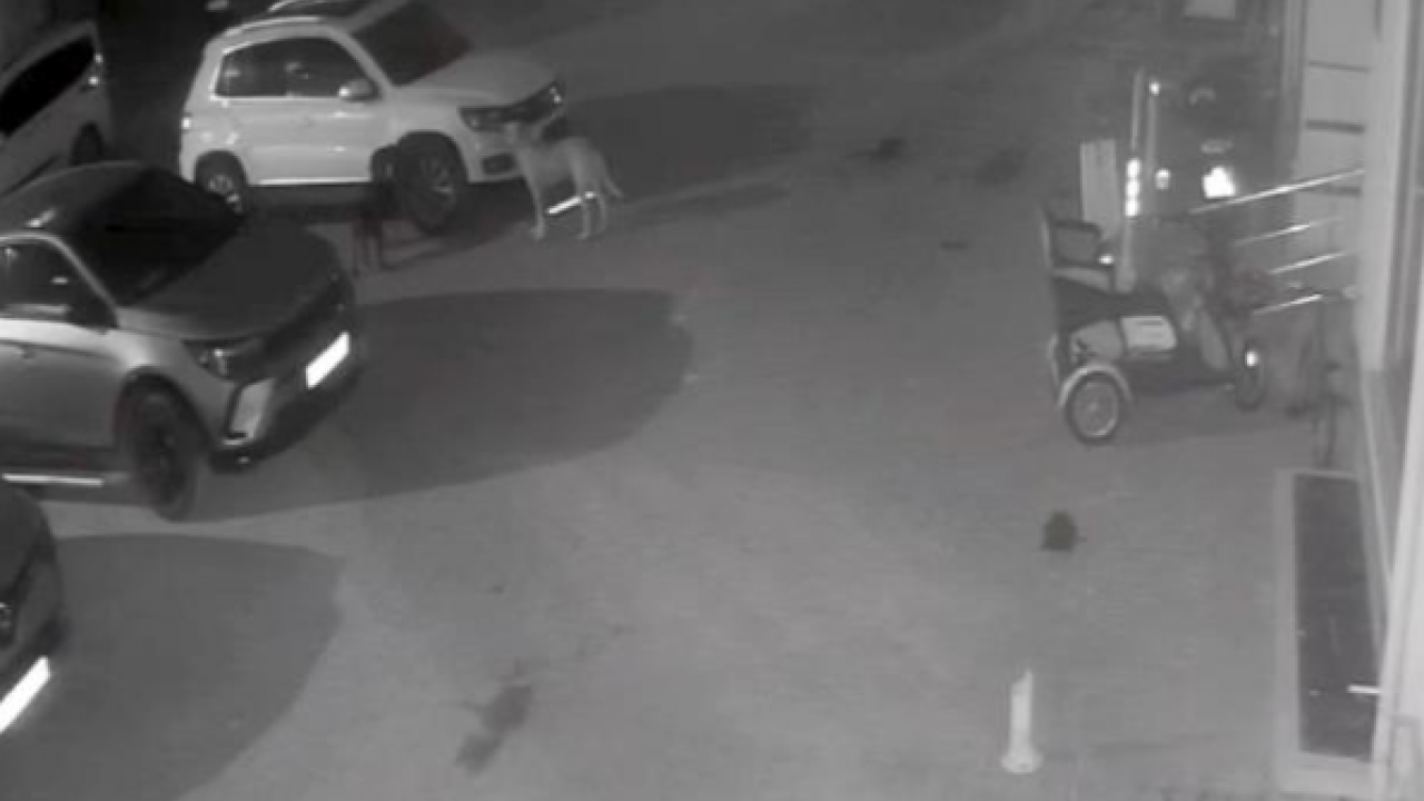 Canımızın tehlikesi bitmeden malımız da tehlikeye girdi! Sokak köpekleri park halindeki araçlara zarar verdi