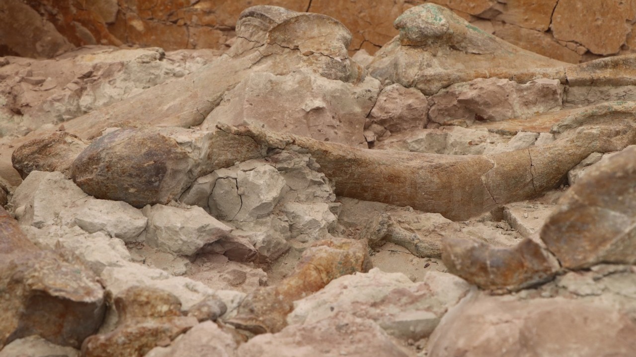 Foto - Çankırı'da 9 milyon yıllık keşif