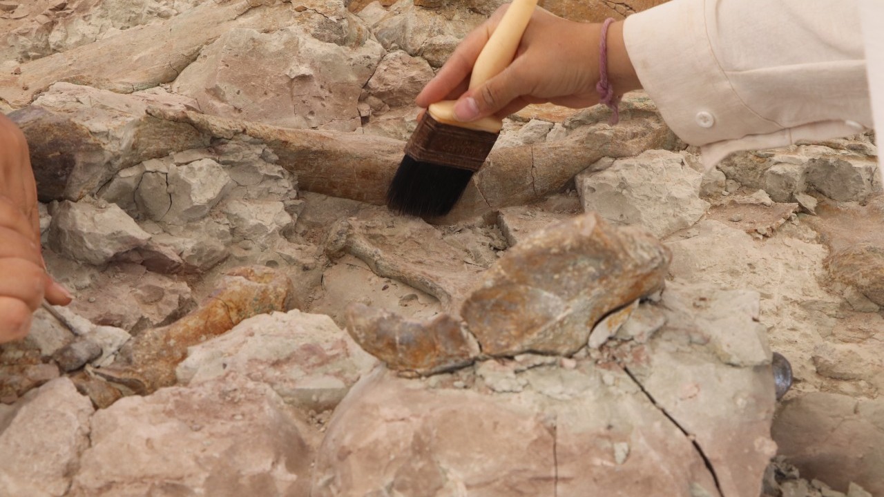 Foto - Çankırı'da 9 milyon yıllık keşif